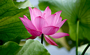 �ɻ���ͼƬ_ԭ����Ӱ