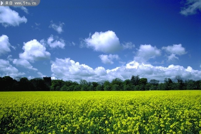 油菜花农田风景