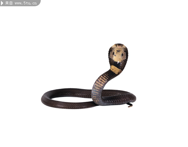���߸���ͼƬ