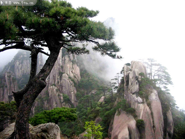 黄山风景 迎客松
