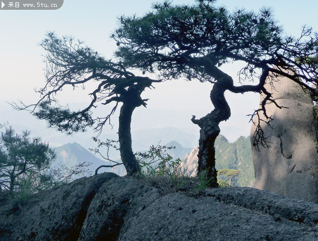 黄山风景 迎客松