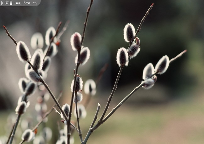 花枝摄影图片