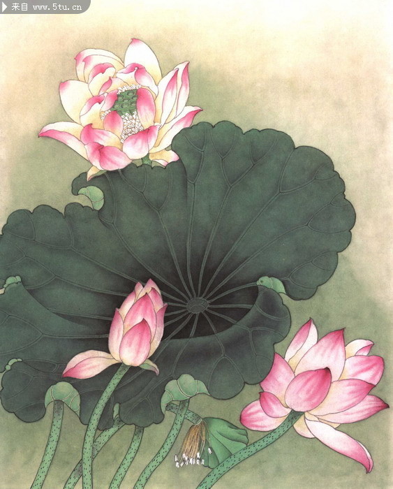 工笔荷花图