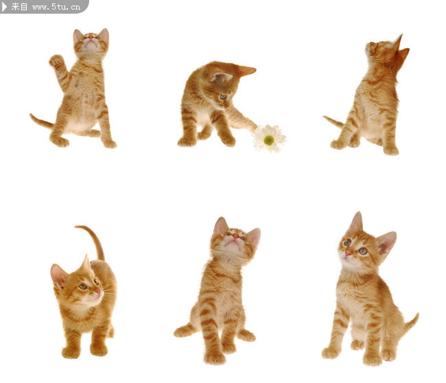 关于猫的图片 猫大图