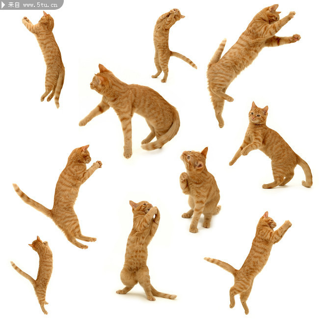 关于猫的图片 猫大图