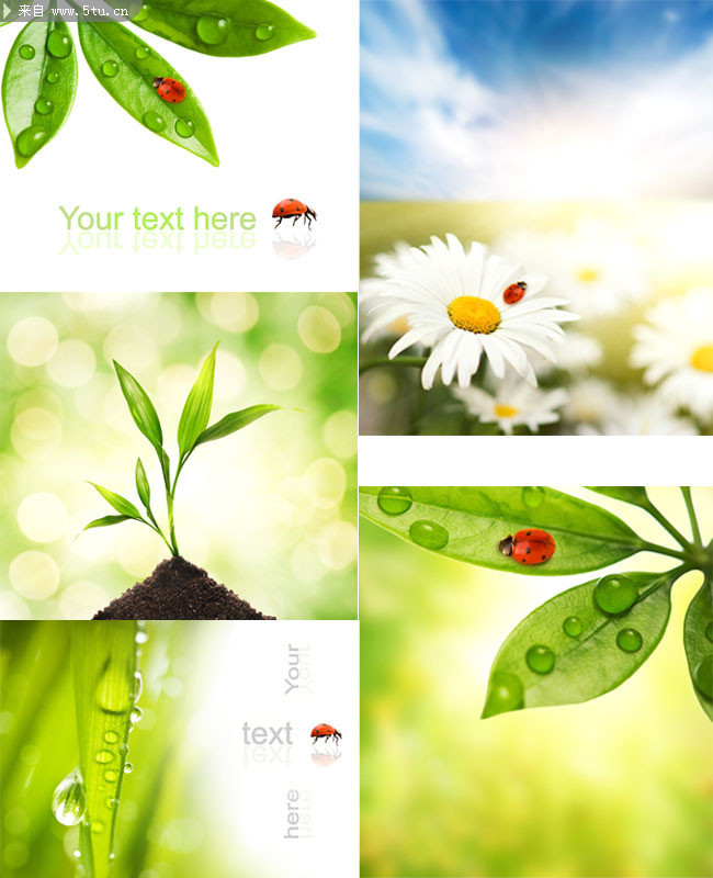 ��ҶͼƬ�ز� 