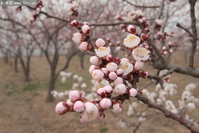 桃树开花图片 粉红桃花