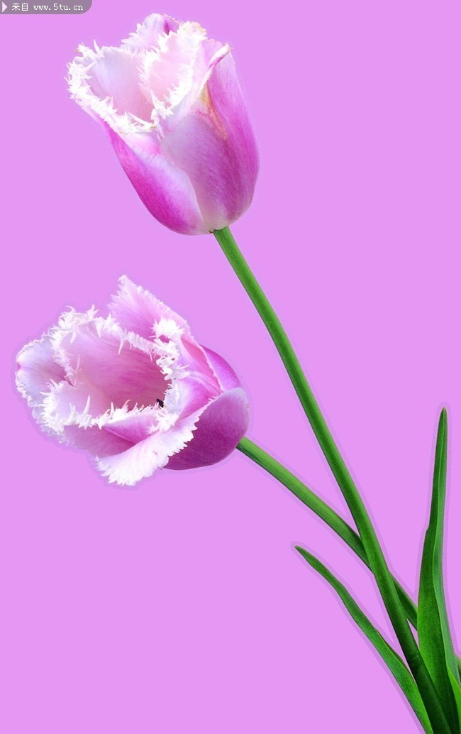 �ۺ�������ͼƬ