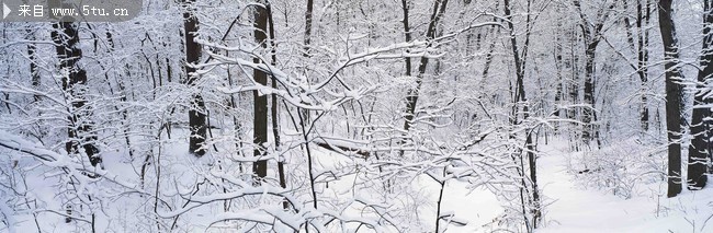 冬天雪景图片 银色树木