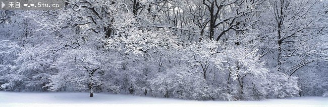 冬天雪景图片 银色树木