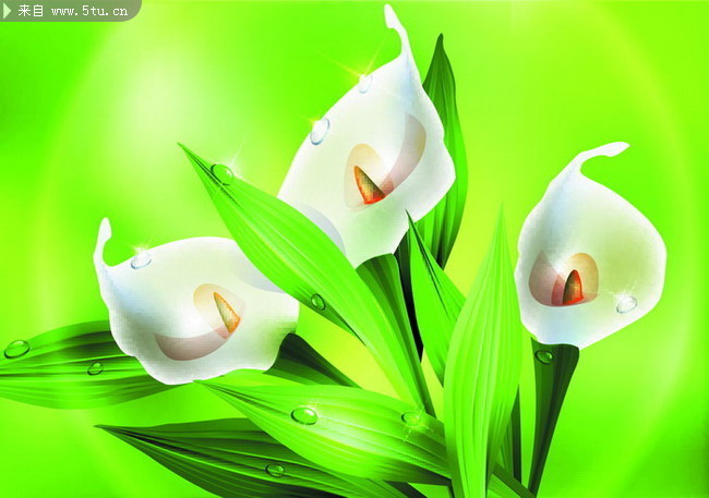 ���Ȼ�ʸ��ͼ �ʻ�ͼƬ�ز�