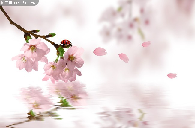 ����ӣ��ͼƬ ӣ����Ӱ
