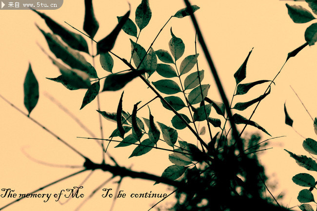 �ڰ���Ҷ��Ƭ