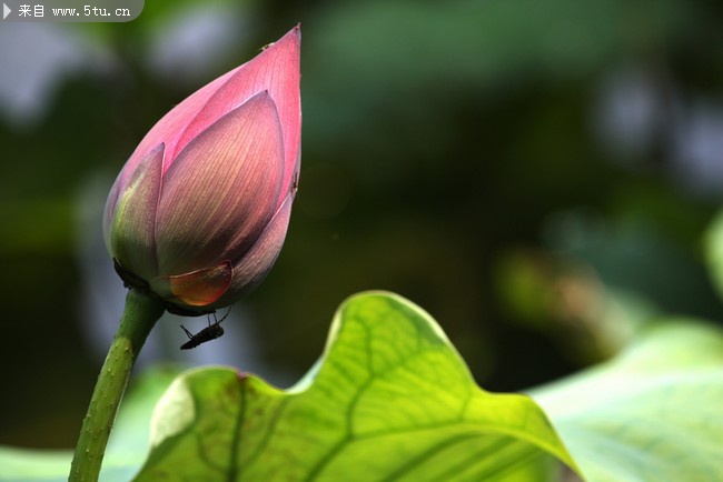 �ɻ����Ƕ�ͼƬ