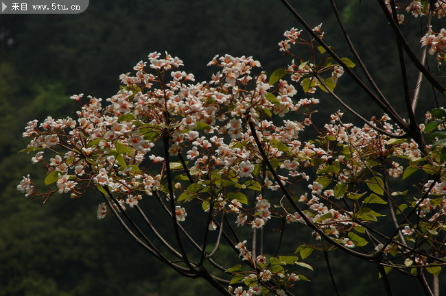 油桐花图片