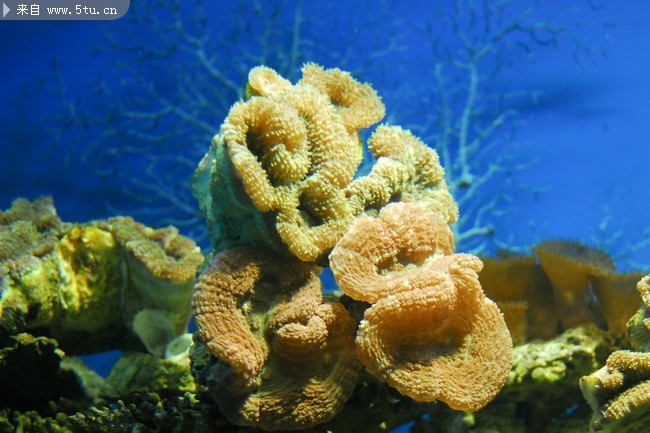 海洋珊瑚图片 海底世界摄影素材