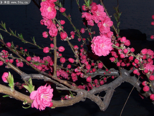 春天夜景桃花图片