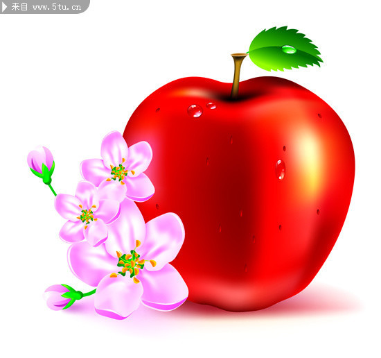 红红的苹果 粉红花朵矢量图