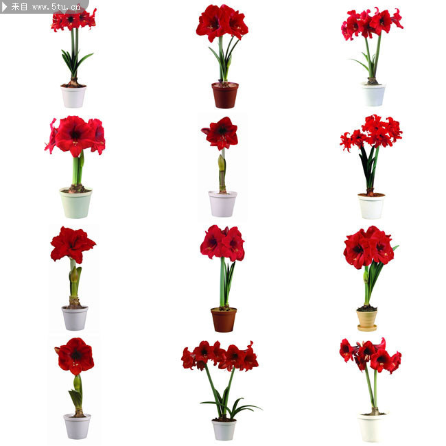 һ��컨�辰ͼƬ 