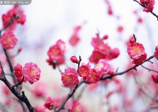 �ۺ��һ���ӰͼƬ �һ�ʢ����ͼƬ