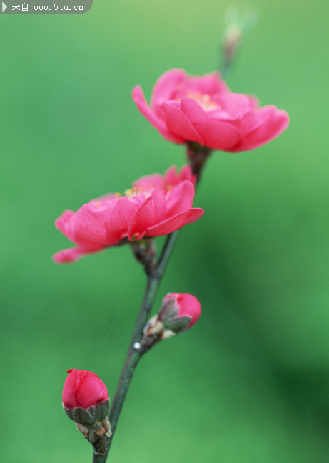 �һ����ŵ�ͼƬ �ۺ컨��ͼƬ