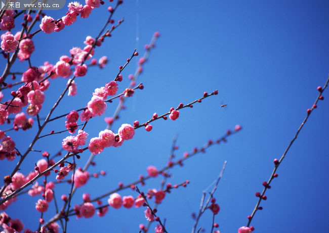 �һ����ŵ�ͼƬ �ۺ컨��ͼƬ