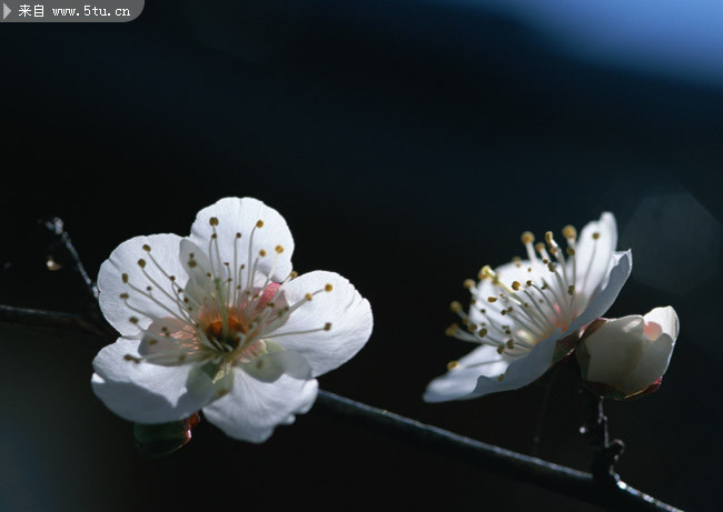 ��ɫ�һ�����ͼƬ �����һ���Ӱ