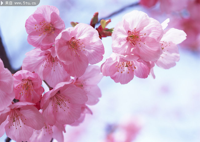 桃花报春图片 美丽桃花大图