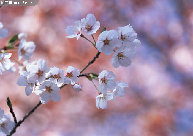 桃花报春图片 美丽桃花大图