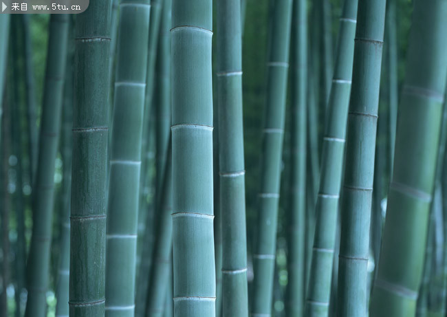 竹子背景图片素材