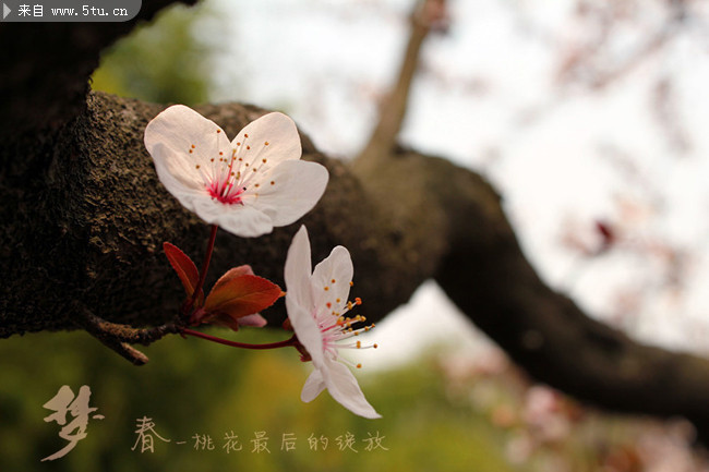 �һ���д��Ƭ