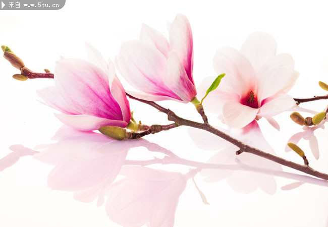 �ۺ�ɫ��֦ͼƬ�ز�