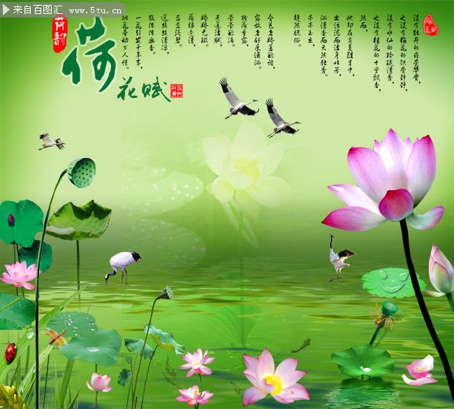 荷花背景 中国风素材