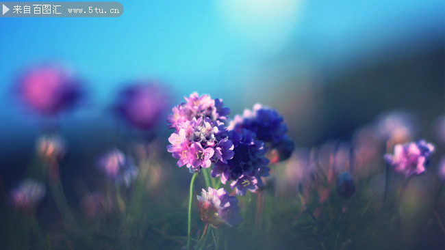 ����Ȼ�羰��ֽ����