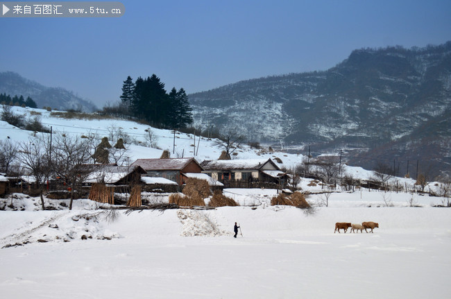冬天山村牧牛图