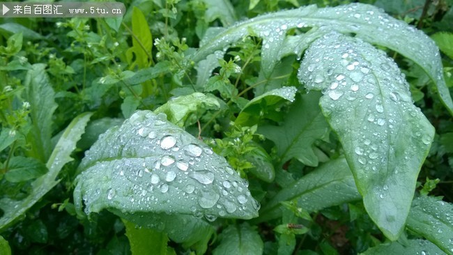 雨后菜园摄影图片
