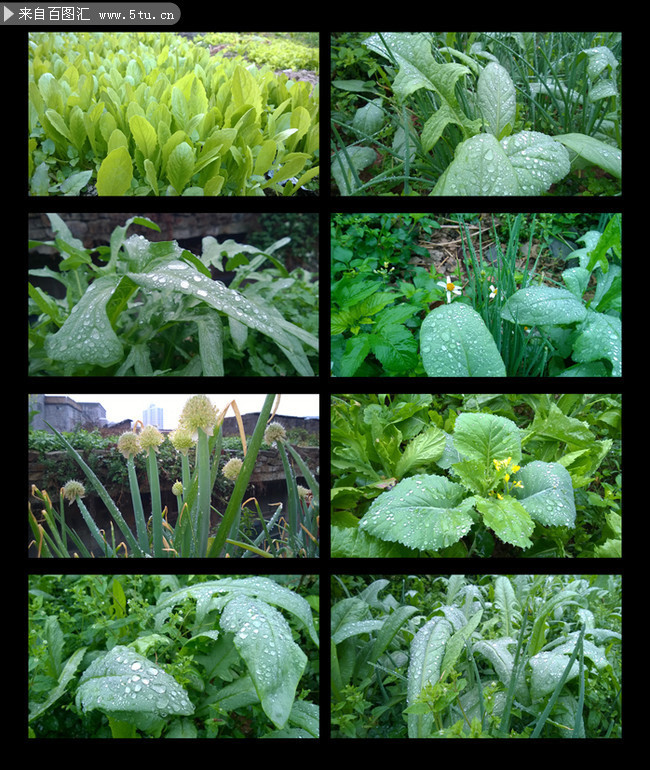 雨后菜园摄影图片