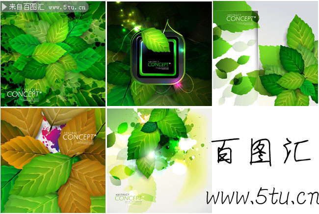 薄荷叶图片 绿叶背景素材