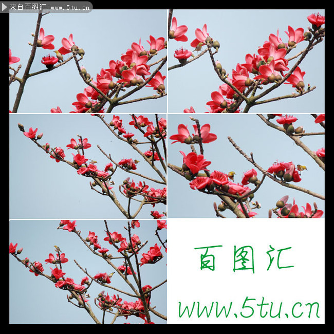 ����ľ�޻���ӰͼƬ