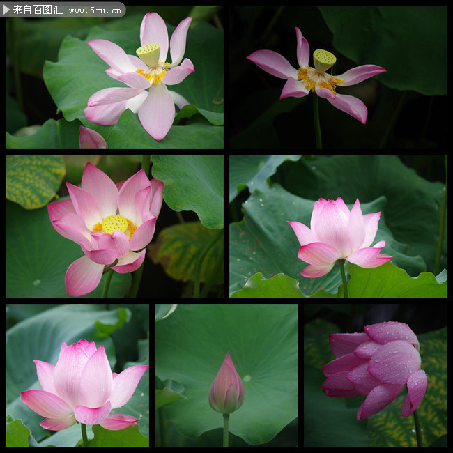 一套荷花摄影大图