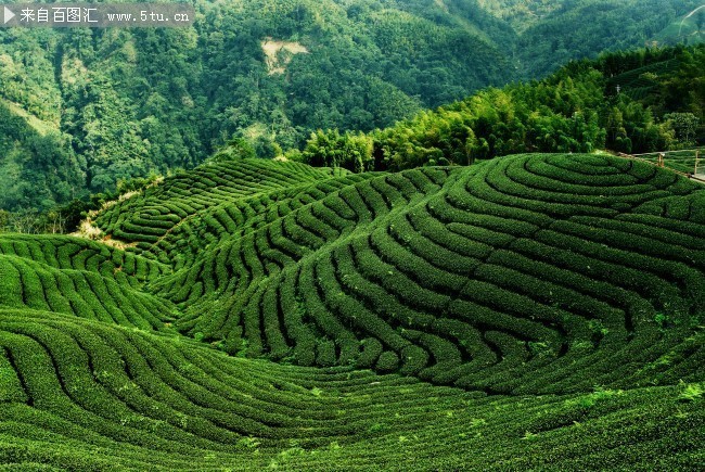 漂亮的茶山图片