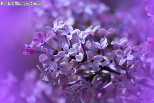 丁香花图片下载