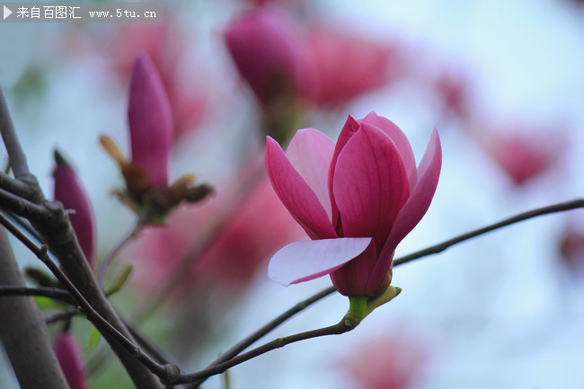 玉兰花特写照片下载