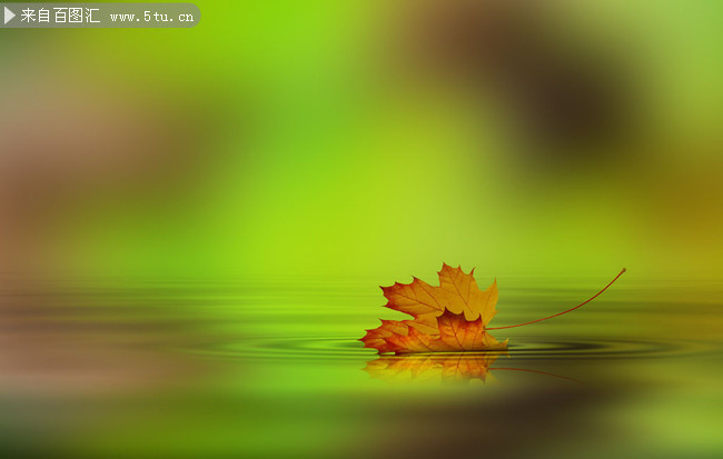 ˮ���ϵķ�ҶͼƬ�ز�
