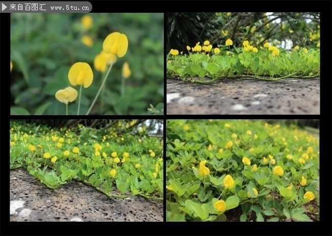 蔓花生 假花生野花摄影图片