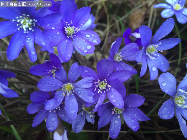 蓝色海葵花鲜花图片
