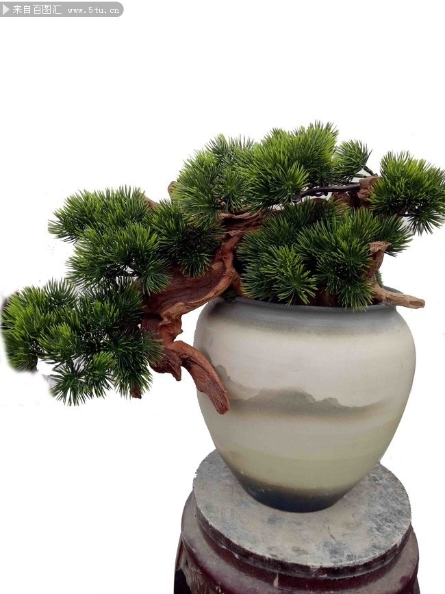 松树盆景图片素材
