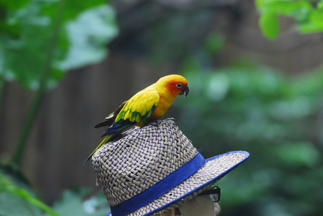 �ɰ�������ӰͼƬ����
