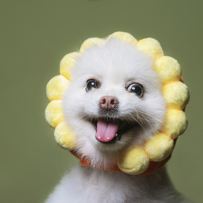 �ɰ��ȳ�С��ͼƬ�ز�