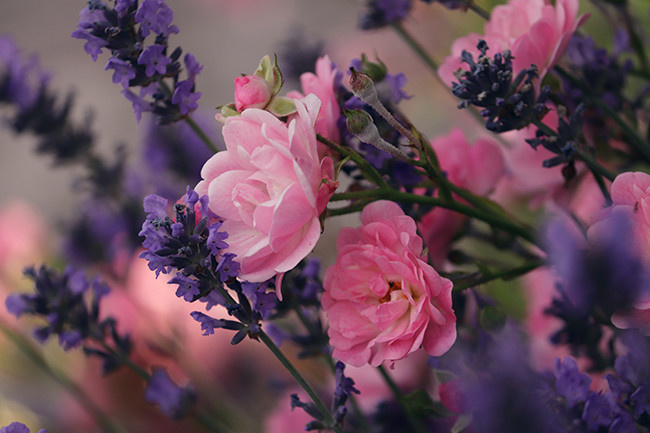 ޹�²���ۺ�ɫ���ʻ�ͼƬ